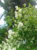 IMG_20260612_163943.thumb.jpg.acf53c507f33bc380115f4c738c0e0b7.jpg