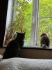 IMG_20260615_104431_.thumb.jpg.8db4d9488592ec22a56ee1045bfe8b86.jpg