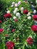 IMG_20260619_164230.jpg