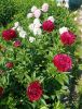 IMG_20260620_121129.thumb.jpg.827bab6c9dd3cea4523acaed80bfc7ec.jpg