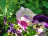 IMG_20260620_162746.thumb.jpg.6bbd39ddbac19050be9d0aa5823b7294.jpg