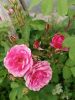 IMG_20260627_150606.thumb.jpg.842ce5e3a8e7083a546db729ff69cdcf.jpg