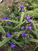IMG_5564.thumb.jpeg.54d80ccce5afc6908af38c1436ef2604.jpeg