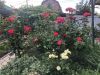 IMG_5568.thumb.jpeg.d0dc04262204c8cd0504fbdd5ebdd3bd.jpeg