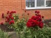 IMG_5572.thumb.jpeg.8699cc1fd9d801b93ff3b0c3a7e8e986.jpeg