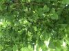 IMG_5576.thumb.jpeg.72c9e04ec27f3aa10d93e565161aef64.jpeg