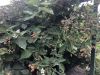 IMG_5578.thumb.jpeg.59243d9848e37134c5deff3ff34ce695.jpeg