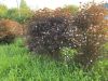 IMG_7178.thumb.jpeg.fcd6690aab6d9931109ba5e1fd563c19.jpeg