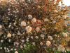 IMG_7179.thumb.jpeg.84b7a0d9a7d8458edcfe98a9a38f9e76.jpeg