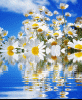 c338efe6073a056c608389580ec057b0.thumb.gif.d1d6d84d959ccdb4cea52714ccb4f533.gif