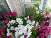 20260712_190817.thumb.jpg.fbc7ceb5ec95843eaefdda7bcb1765f4.jpg