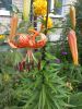 20260714_074241.thumb.jpg.89ac9537804f733d84dc5868edb6573b.jpg