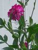 20260714_074340.thumb.jpg.19ef1ff27c44a171eada3e87ff00c7f4.jpg