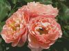 2106181191_ApricotRoses(21).thumb.jpg.f46f18516a663b96ca8703851e627911.jpg