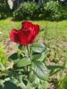 IMG_20260703_094005.thumb.jpg.be42a08db76d6a0e7b81ceb6bad104ff.jpg