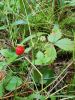 IMG_20260726_124136_280.thumb.jpg.f98fa18605edbf16e8977429cbc91fba.jpg