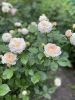 IMG_6508.thumb.jpeg.661cb1ab73b6b8413a0306a9d98b1044.jpeg