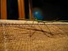 006.thumb.jpg.d0db262fdac631cad7a71cd208ab8680.jpg