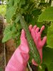 20260725_150915.thumb.jpg.6bb6aa1beb3c023ff4584cf1cbaf3db1.jpg