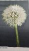 20260817_085032.thumb.jpg.f706057ce09ea38fbaf29baabf6e3370.jpg