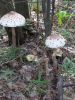 20260818_164511.thumb.jpg.79f262cd6fbe5235c2d07df7e0c23718.jpg