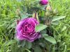 IMG_20260719_175834.jpg