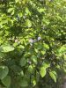IMG_20260803_174847.jpg