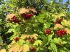 IMG_20260810_163232.jpg