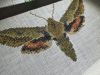 IMG_5522.thumb.jpeg.5b3fc71362519b03c82870d2d183485a.jpeg