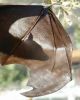 OaklandZooBat.thumb.jpg.59dae9a96733a5c71d72e215cbfa0a59.jpg