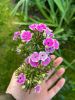 1034990343_2.thumb.jpg.154b3e1b02dce7ae00a19f330487f4a1.jpg