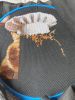 IMG_20260922_092300_546.thumb.jpg.1d9069c197b41641c921ca110291cf72.jpg