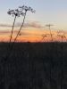 IMG_8885.thumb.jpeg.aa42232dd9ce70705b105e7ddedd522a.jpeg
